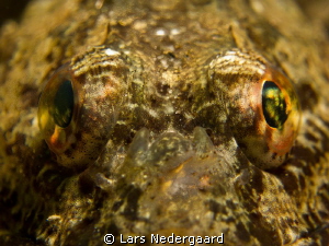 Please! by Lars Nedergaard 